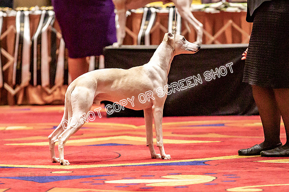 BOB Group d Dogs-5119
