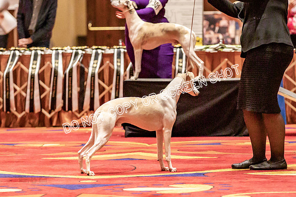 BOB Group d Dogs-5118