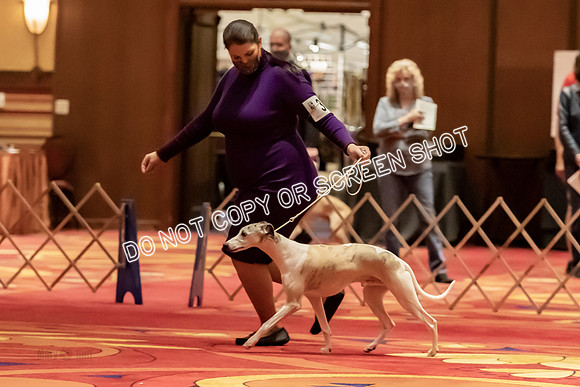 BOB Group d Dogs-5130