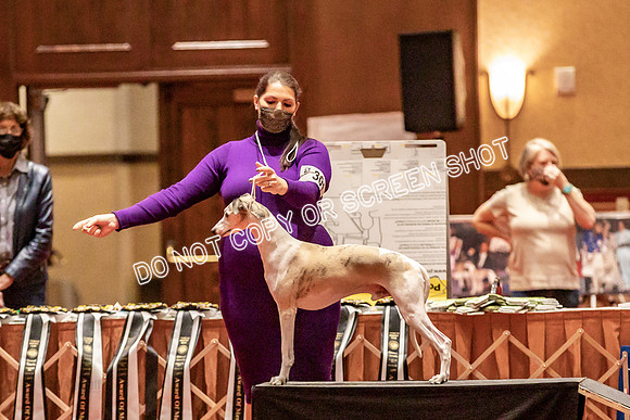 BOB Group d Dogs-5126
