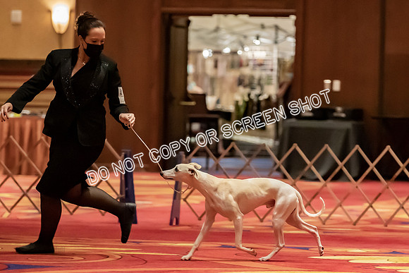 BOB Group d Dogs-5120