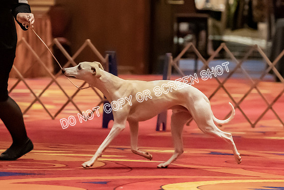 BOB Group d Dogs-5121