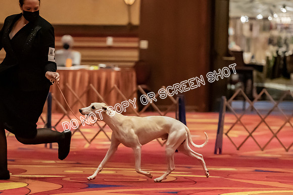 BOB Group d Dogs-5122