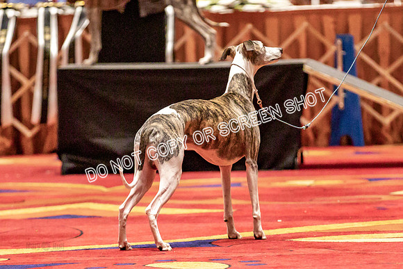 BOB Group d Dogs-5136