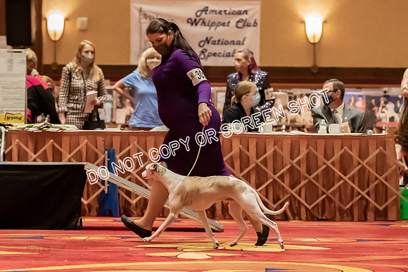 BOB Group d Dogs-5186