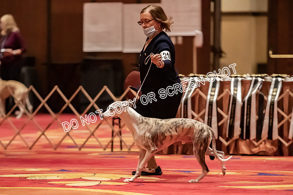 BOB Group d Dogs-5173