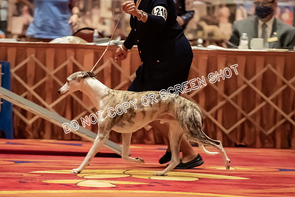 BOB Group d Dogs-5170