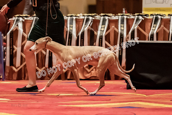 BOB Group d Dogs-5158