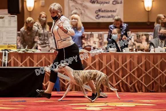 BOB Group d Dogs-5162