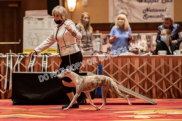 BOB Group d Dogs-5163