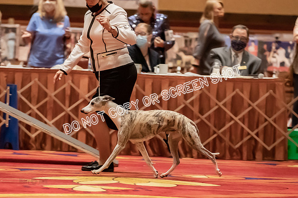BOB Group d Dogs-5161