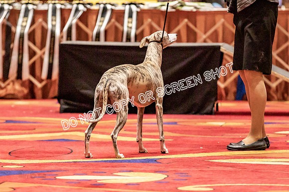 BOB Group d Dogs-5148
