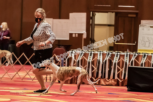 BOB Group d Dogs-5177