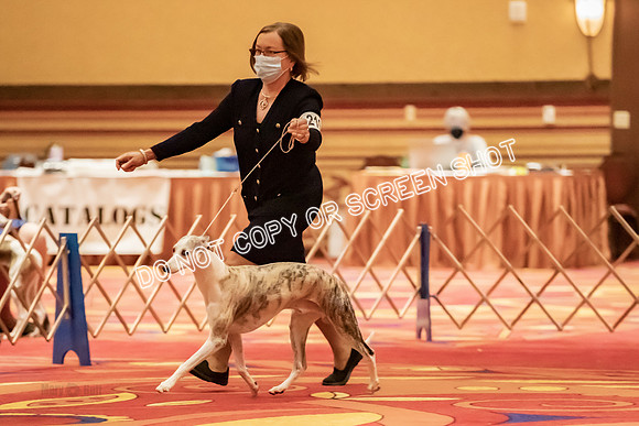 BOB Group d Dogs-5104