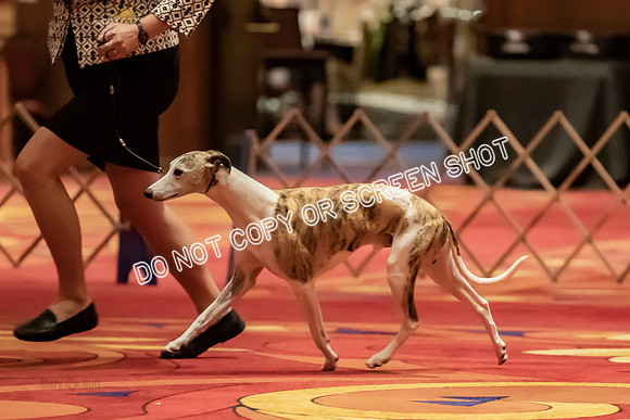 BOB Group d Dogs-5113