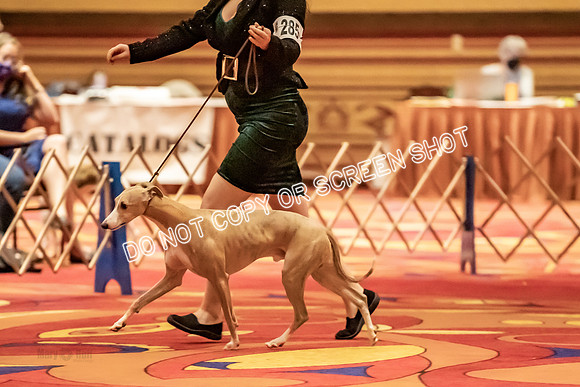 BOB Group d Dogs-5073