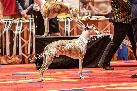 BOB Group d Dogs-5099
