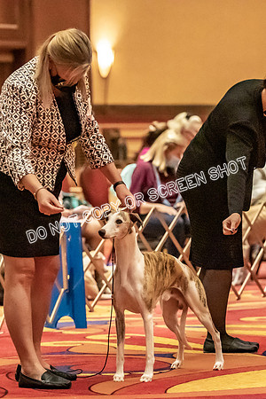 BOB Group d Dogs-5067