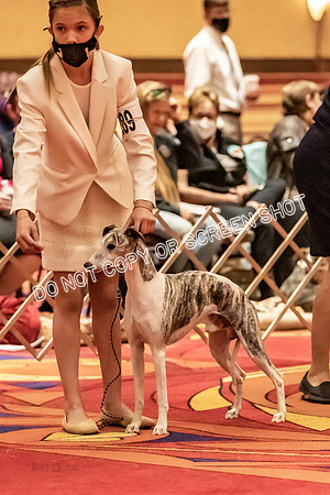 BOB Group d Dogs-5066