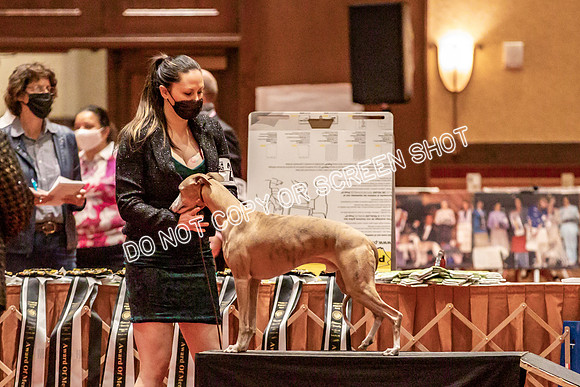 BOB Group d Dogs-5072