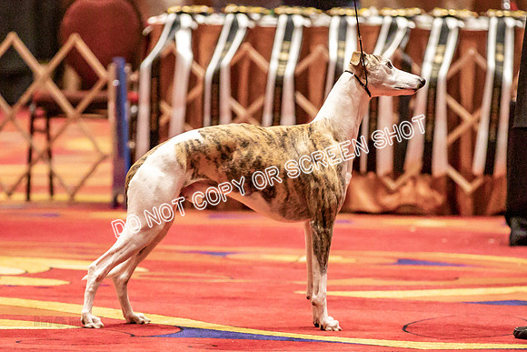 BOB Group d Dogs-5112