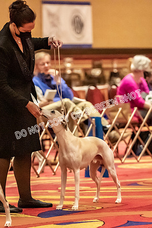 BOB Group d Dogs-5062