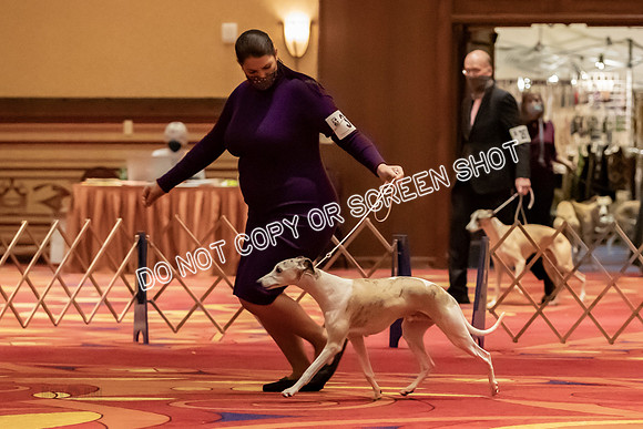 BOB Group d Dogs-5132