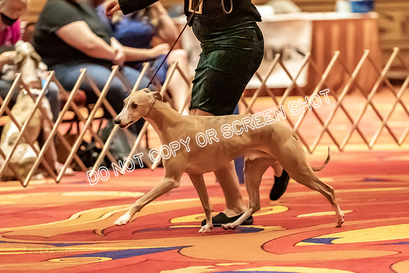 BOB Group d Dogs-5074