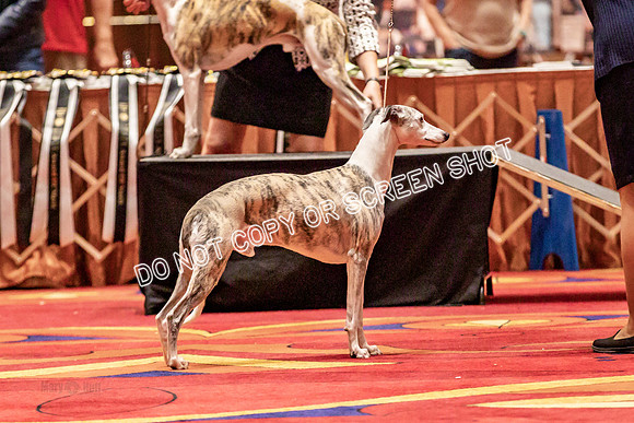 BOB Group d Dogs-5101