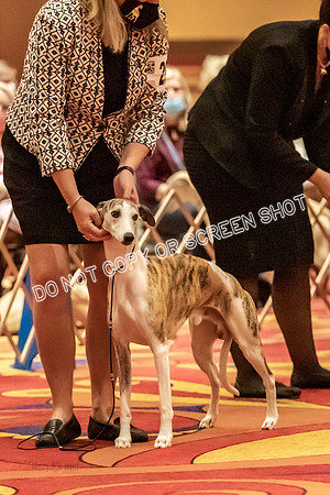 BOB Group d Dogs-5061