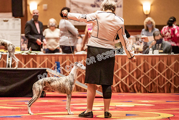 BOB Group d Dogs-5079