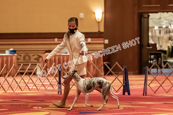 BOB Group d Dogs-5094