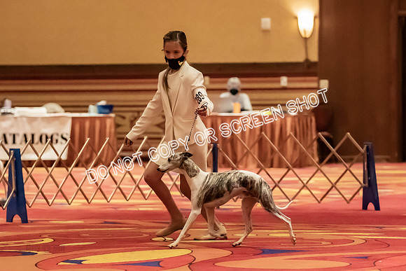 BOB Group d Dogs-5095