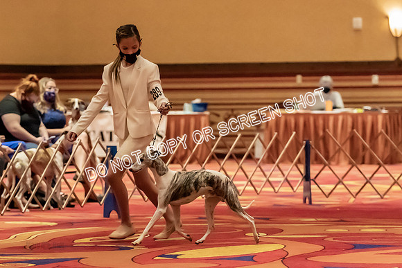 BOB Group d Dogs-5096