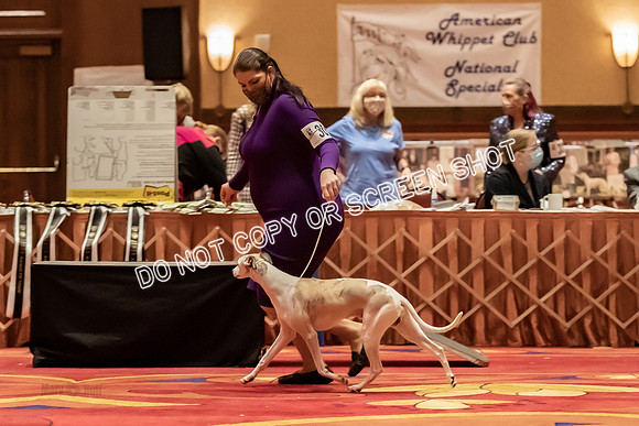 BOB Group d Dogs-5187