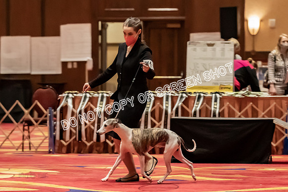 BOB Group d Dogs-5193