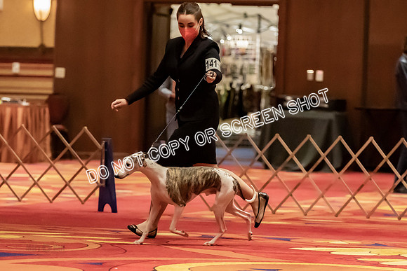 BOB Group d Dogs-5140