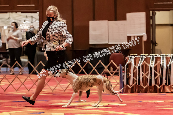BOB Group d Dogs-5178