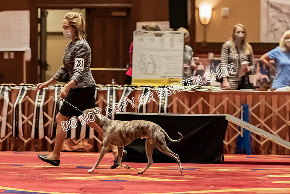 BOB Group d Dogs-5196