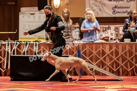 BOB Group d Dogs-5155