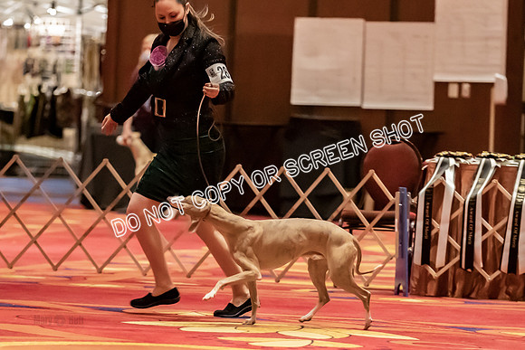 BOB Group d Dogs-5159