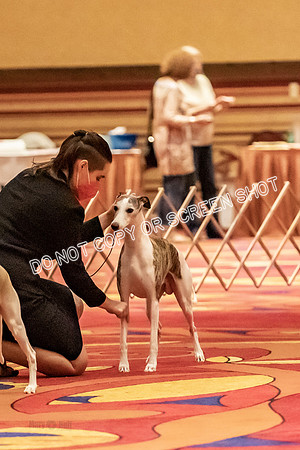BOB Group d Dogs-5064