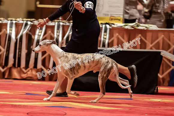 BOB Group d Dogs-5171