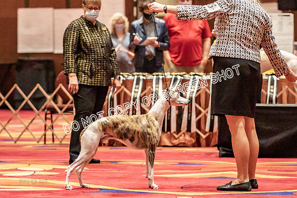 BOB Group d Dogs-5111