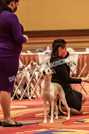 BOB Group d Dogs-5063
