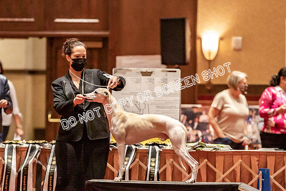 BOB Group d Dogs-5116