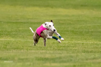 Prelims Fch-Vet 1, Buttercup Wilson-0346