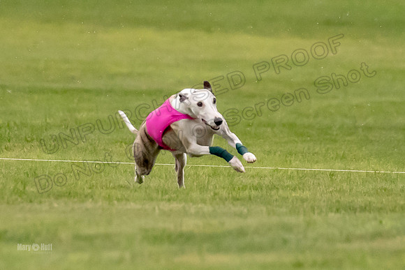 Prelims Fch-Vet 1, Buttercup Wilson-0346