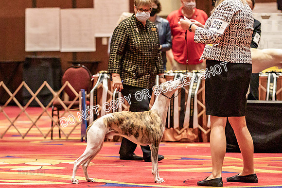 BOB Group d Dogs-5109