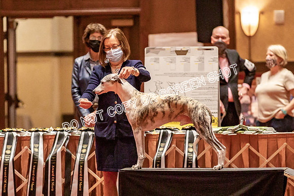BOB Group d Dogs-5097